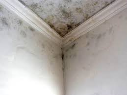 Best Real Estate Mold Inspection  in USA