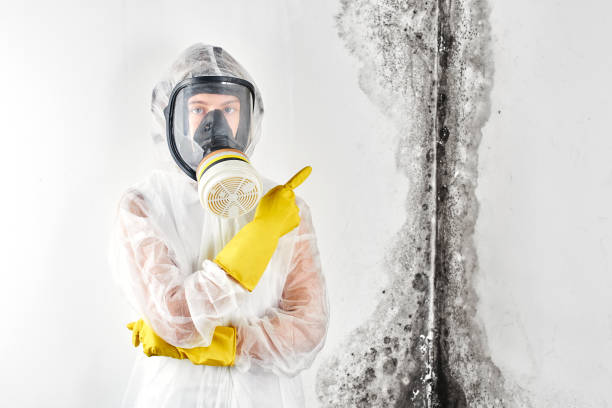 Best Attic Mold Removal  in USA