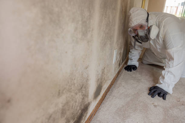 Best Black Mold Removal  in USA